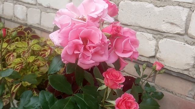 Начало второго цветения🌹 ✓Часть 1✓ Обзор 34 роз!🌹🥰 смотреть онлайн