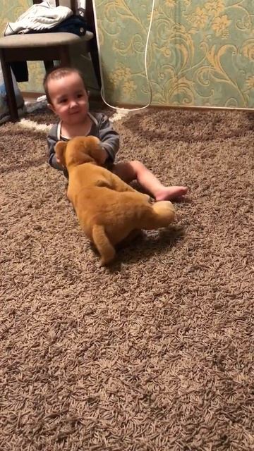 "Король Лев" борьба с игрушкой . Fight with a Lion ! Video for kids . Cute baby смотреть онлайн