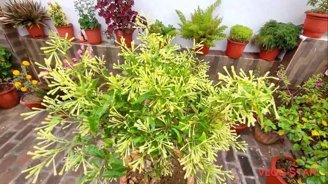 How To Grow & Care Night Queen Jasmine Plant, ऐसे खिलाते हैं नर्सरी वाले रात की रानी से ज्यादा फूल