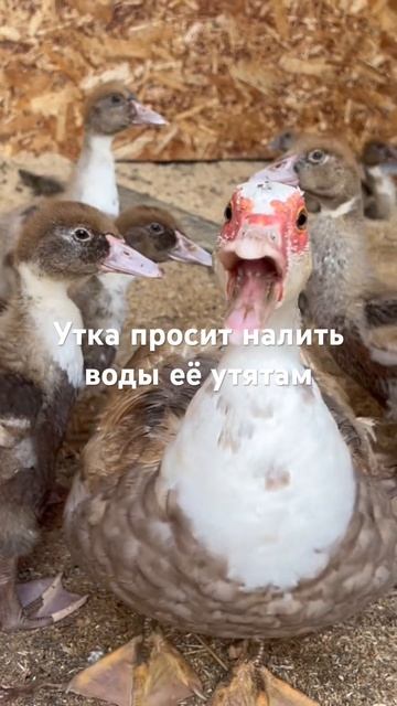 Утка просит налить воды её утятам смотреть онлайн
