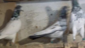 Пакистанские  голуби.