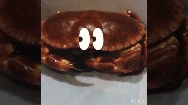 Капитан Краб в нашем доме 😅 смотреть онлайн
