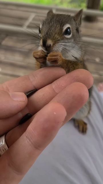Little Red The Baby Squirrel: Cuteness Overload смотреть онлайн