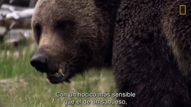El majestuoso oso grizzly y su apetito insaciable | National Geographic en Español смотреть онлайн
