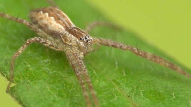 Nursery Web Spider (Pisaurina mira) смотреть онлайн