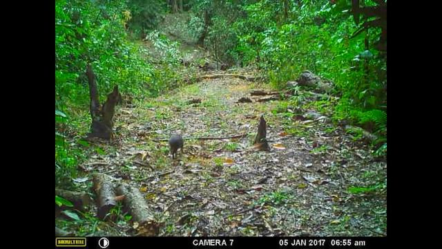 Agouti Amazon Rainforest смотреть онлайн