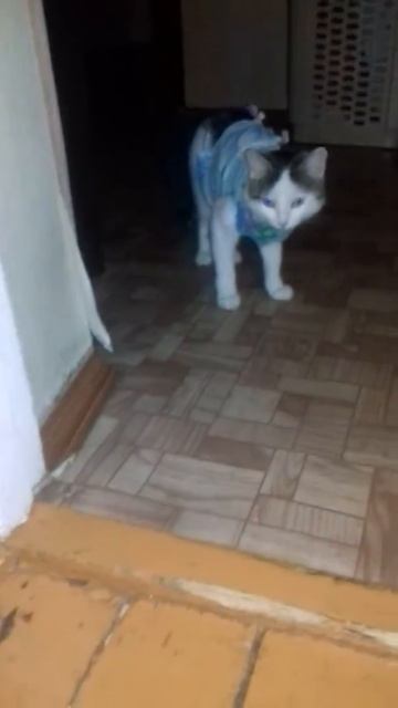 Котёнок боится свою маму после операции!!! смотреть онлайн