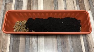 Выращиваем помидоры дома: пересадка на постоянное место