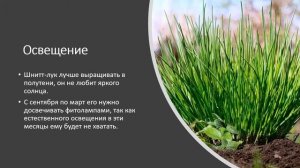 Как вырастить шнитт-лук на подоконнике