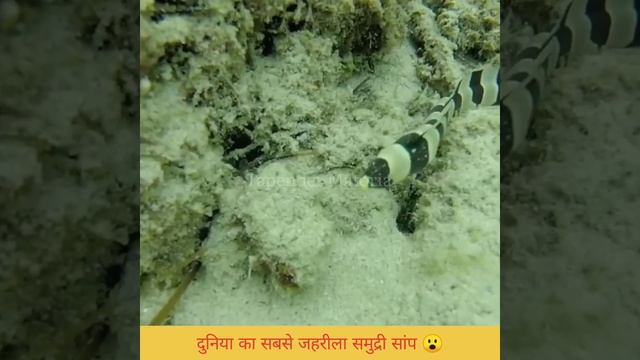 दुनिया का सबसे जहरीला समुद्री सांप 😮 #shorts смотреть онлайн