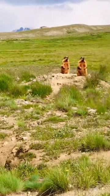 Golden marmot at deosai #deosai #nationalpark #animallover #goldenmarmot смотреть онлайн