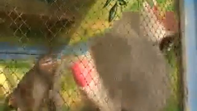 Танцующий бабуин смотреть онлайн