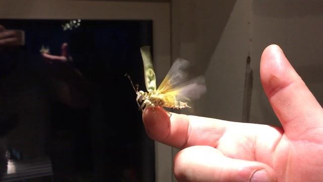 Pseudocreobotra wahlbergii (Spiny flower mantis) смотреть онлайн