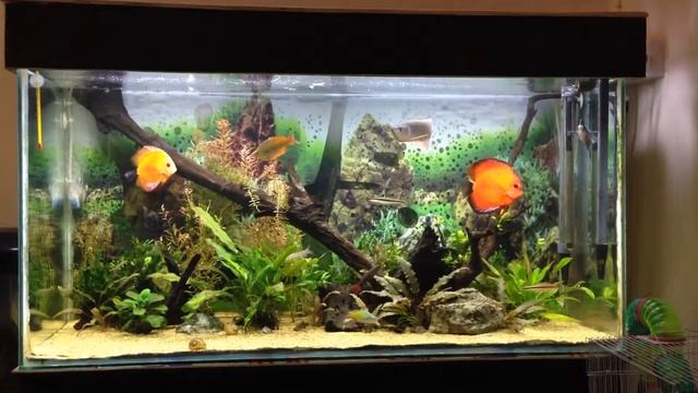 Silver Arowana + Discus in my Planted Aquarium смотреть онлайн