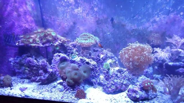 "Diamond Goby's Chaotic Charm: A Splash of Underwater Disorder" смотреть онлайн