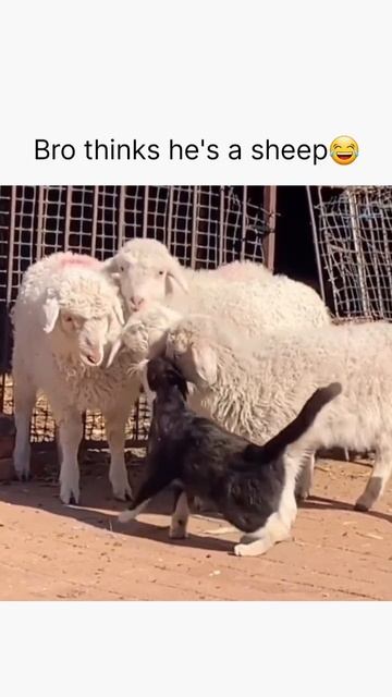 bro thinks he's a sheep #cat #cute #kittenish#kitten#funny смотреть онлайн