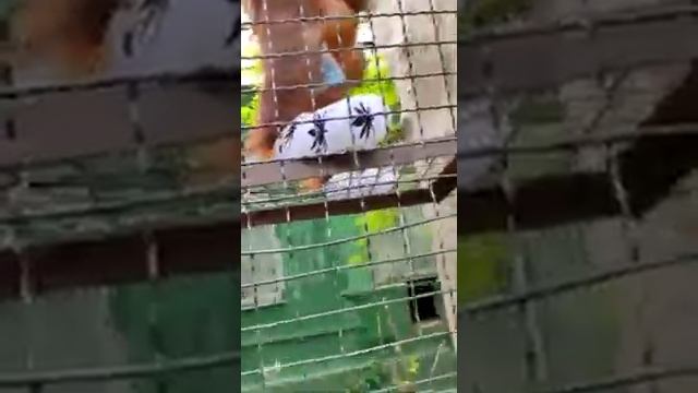 Дана примеряет обновки🐒❤ Всем показала как правильно носить маску😄 смотреть онлайн