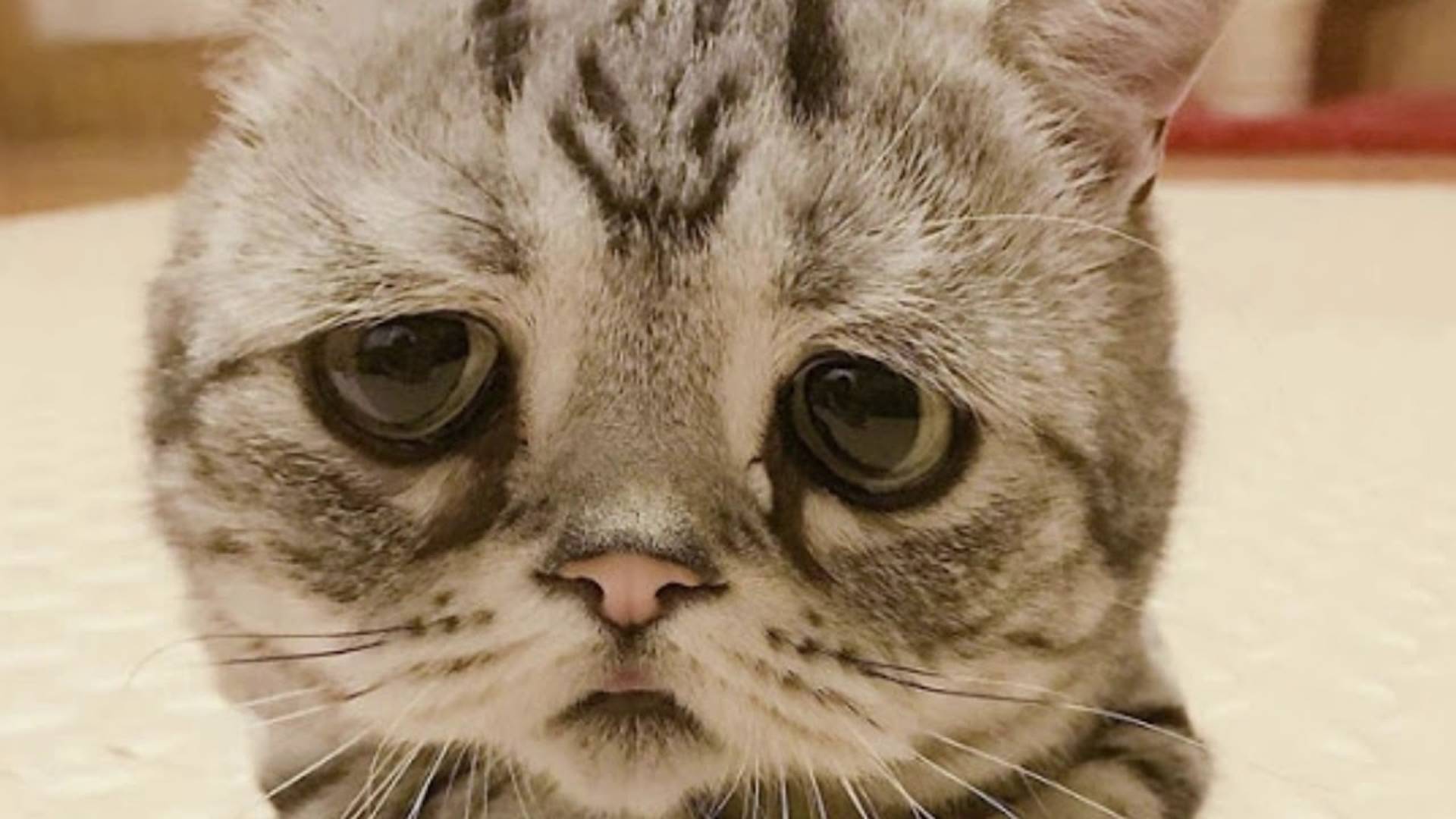 Покорми кота смотреть онлайн