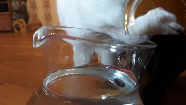Как пьют кошки / How cats drink Eng Sub смотреть онлайн