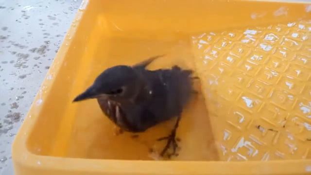 Наш скворец Кеша)(1) смотреть онлайн