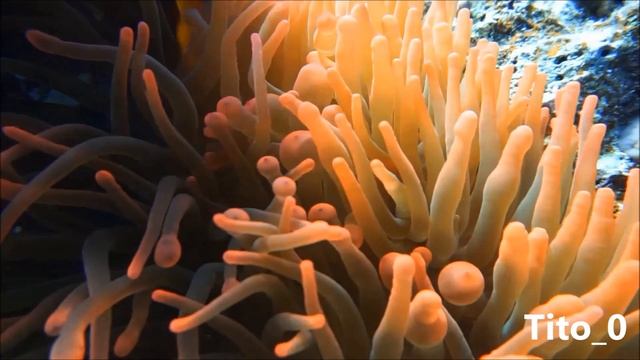 Why You Must Try Snorkeling In Red Sea #redsea #snorkeling
