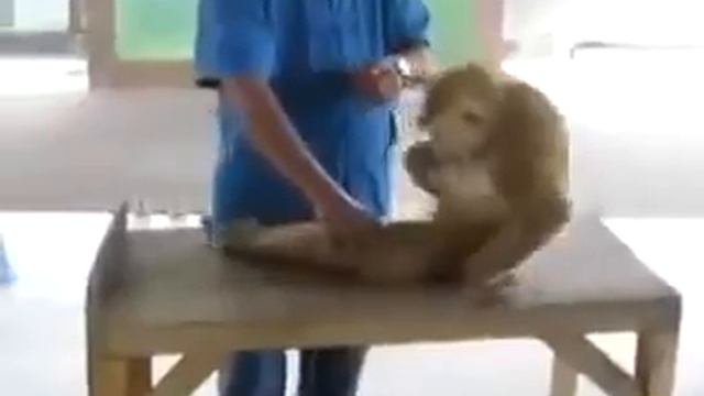 Обезьяна занимается спортом Обезьяна отжимается и качает пресс This monkey is involved in sports! смотреть онлайн