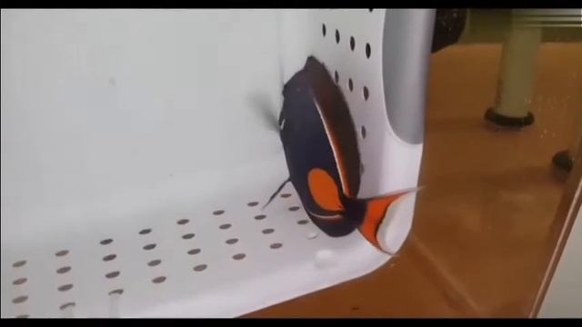 Хирург Ахиллес  (Acanthurus Achilles)