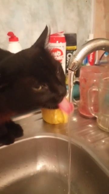 Кот пьет воду из под крана смотреть онлайн
