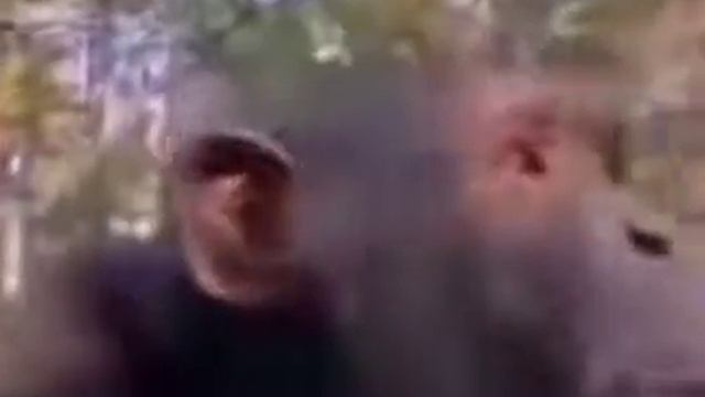 обезьяна пьёт напиток #обезьяна #напиток смотреть онлайн