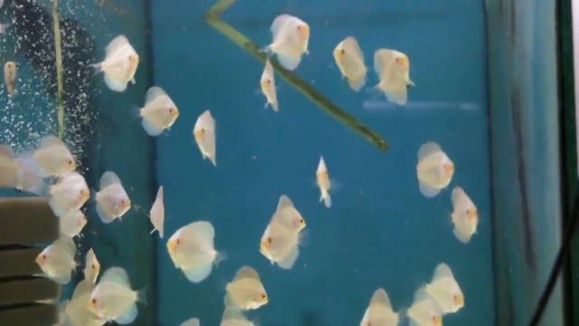 алмазы мальки 2 смотреть онлайн