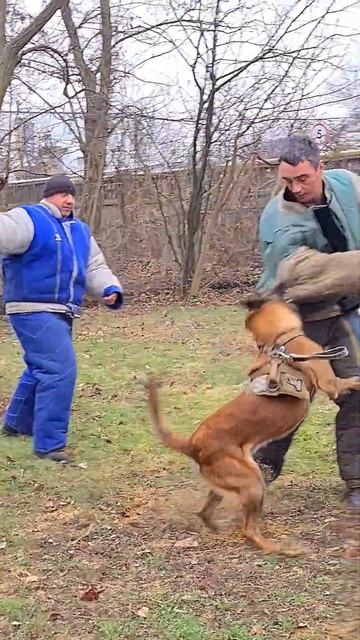 😱🔥Stop and neutralize #STRAZHODESSA German Shepherd Training Odessa 2024. смотреть онлайн