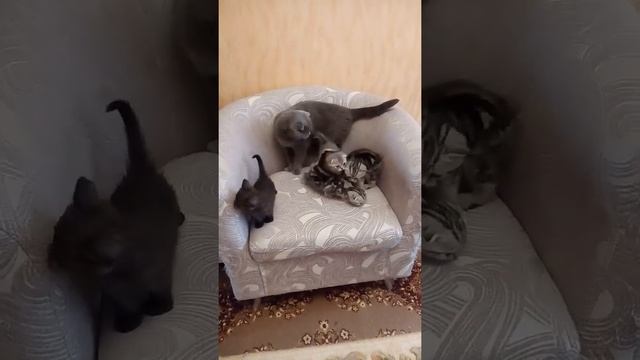 котятам 38 дней смотреть онлайн