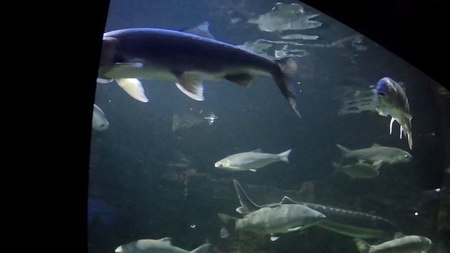 Москвариум Океанариум ВДНХ Москва часть 3 смотреть онлайн