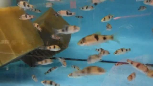 Barbus melanampyx смотреть онлайн