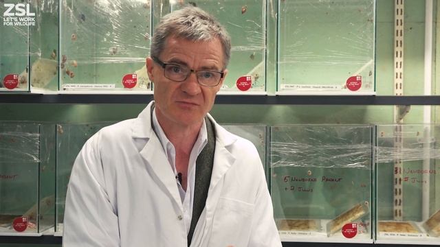 Partula snail species return to the wild after 25 years! смотреть онлайн
