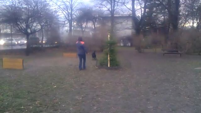 Babu´s first agility obstacles...a start of a very new journey for both of us :) смотреть онлайн