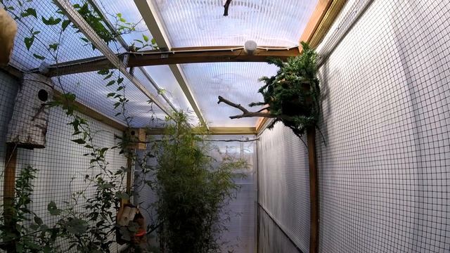 Minla Ignotincta contact mâle/femelle 1ère partie смотреть онлайн