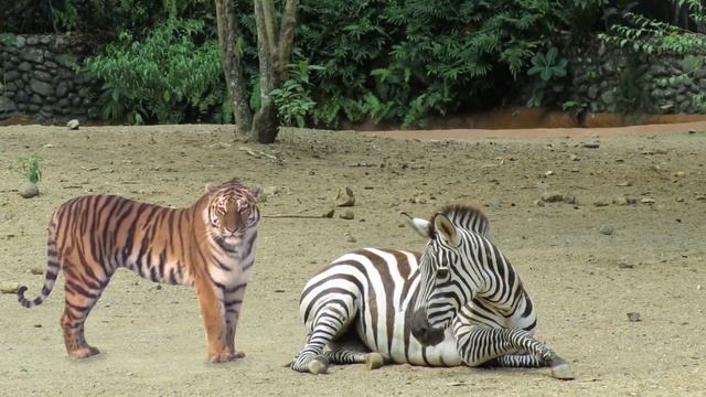 Beautiful Friendship of Tiger and Zebra смотреть онлайн