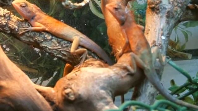 calotes versicolor смотреть онлайн