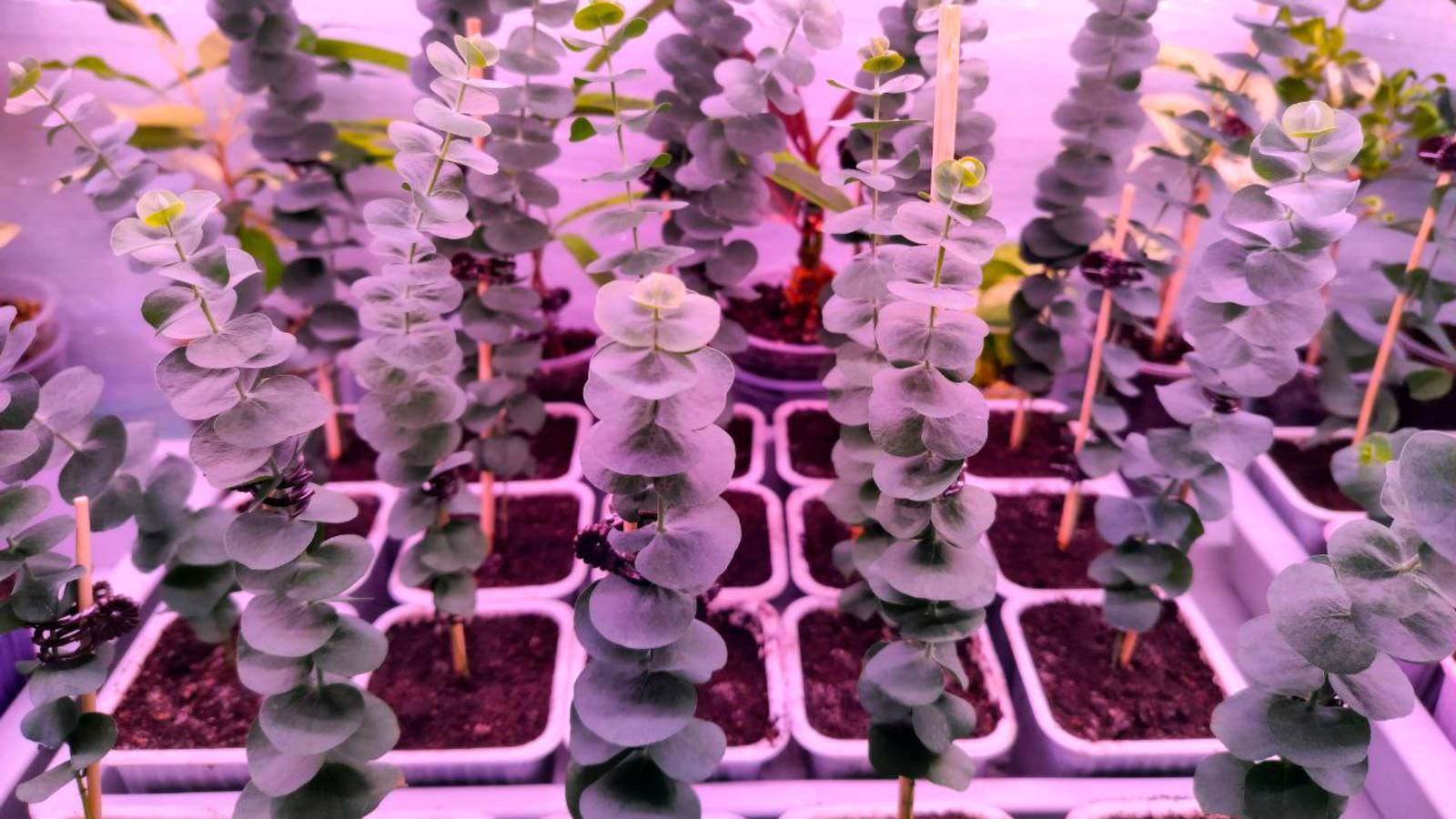 🌳Замена верхнего слоя грунта у эвкалипта "Гунни" и "Сильвер доллар" вместо пересадки смотреть онлайн