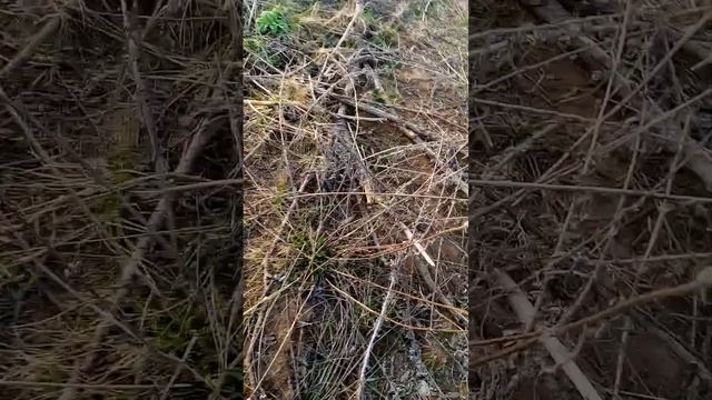 Первый самец !!!! смотреть онлайн