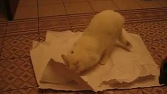 Барсик, фас! смотреть онлайн