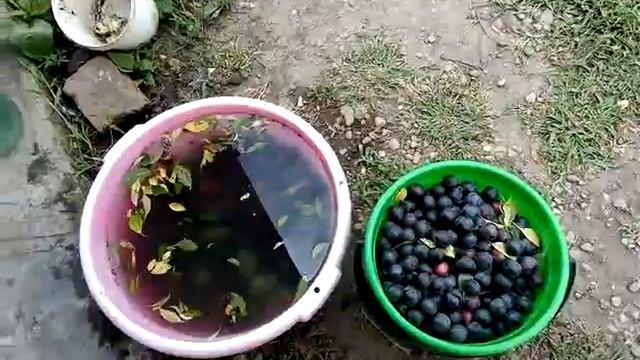 Соседи поделись шикарной алычой. Ткемали будет 👌 бомба 🔥 смотреть онлайн