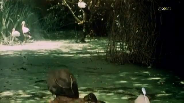 Песня из фильма 