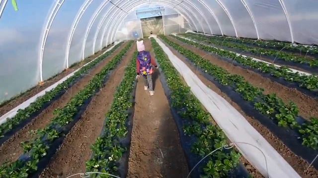 Азия в теплице и под дугами с агроволокном  ,перец рассада