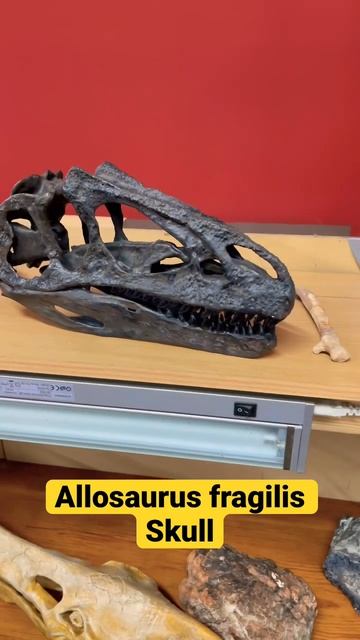 Allosaurus Skull! смотреть онлайн