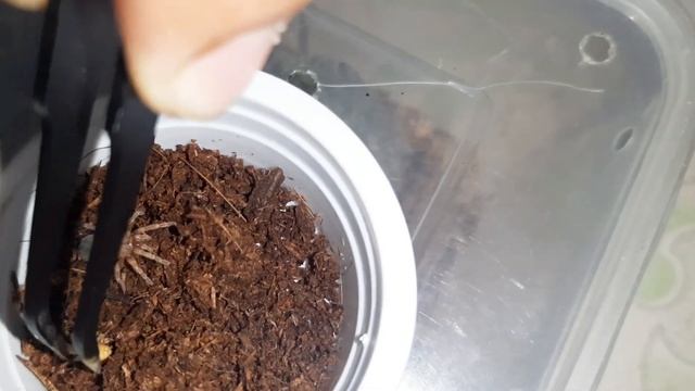 FEEDING TARANTULA | Niko's Pet | Ennz Channel смотреть онлайн