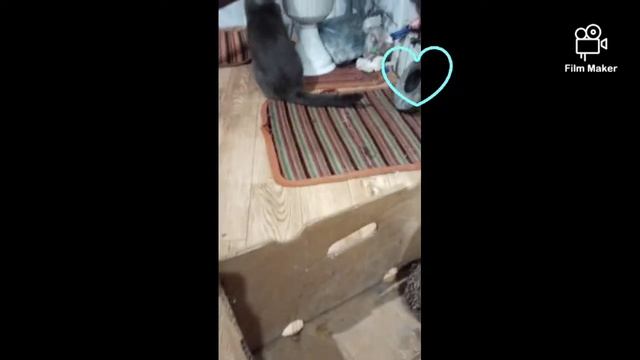 прощай ёжик🥲 отпускаем ёжика🥳 прощай😸 смотреть онлайн