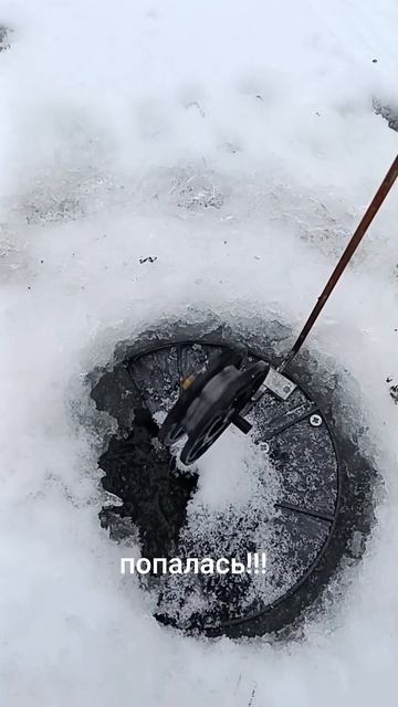 #попалась #щука #старица #жерлица #рыбалка #fishing #неман смотреть онлайн