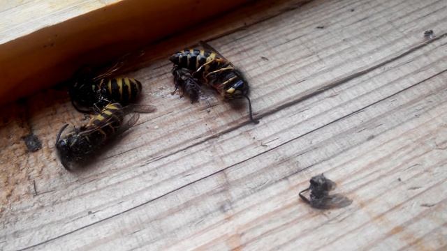 Осы "в клею" смотреть онлайн